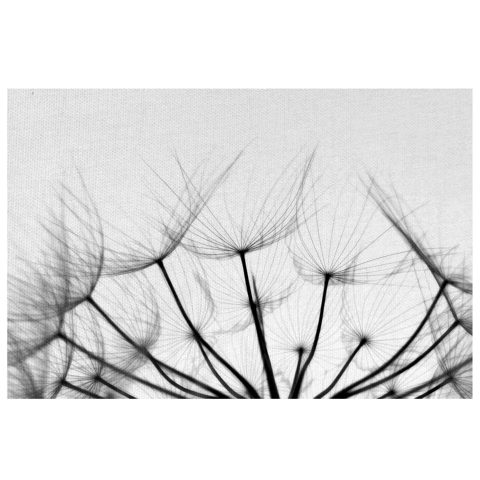 Masterpiece Art Gallery Whispers Prairie Smoke By Ilona Wellmann Canvas Art Print 24" x 36"