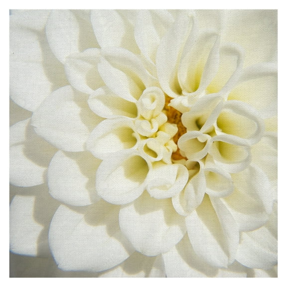 Masterpiece Art Gallery White Dhalia Petals By Karen Ussery Canvas Art Print 35" x 35"