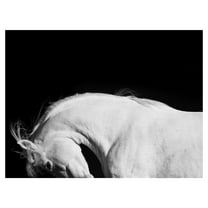 Masterpiece Art Gallery White Horse Beauty by Belle Maison Canvas Art Print 30" x 40"