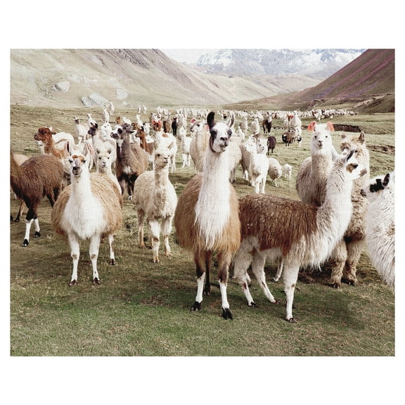 Masterpiece Art Gallery Whole Lotta Llamas by Belle Maison Canvas Art Print 22" x 28"