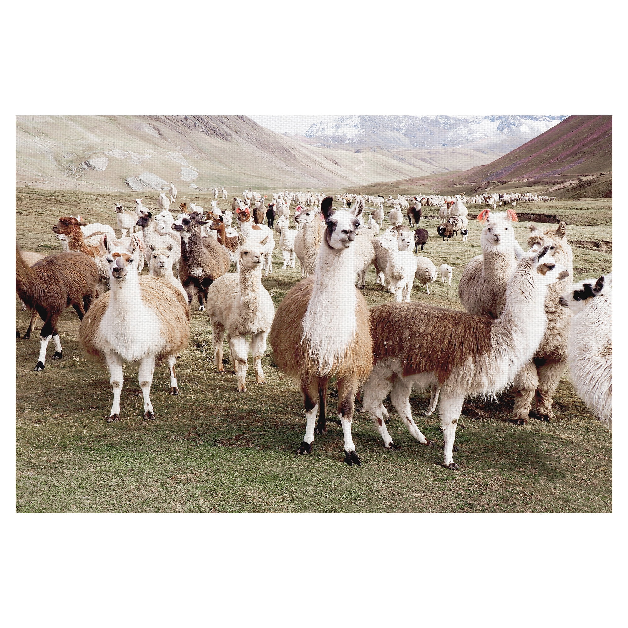 Masterpiece Art Gallery Whole Lotta Llamas by Belle Maison Canvas Art Print 24" x 36"
