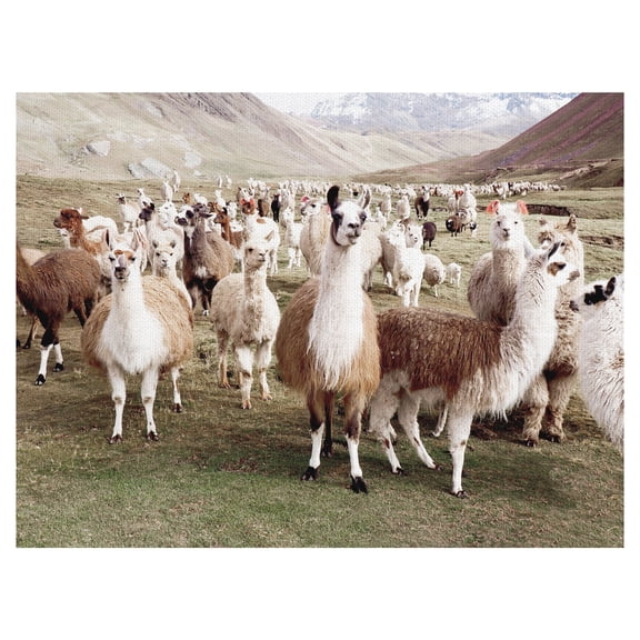 Masterpiece Art Gallery Whole Lotta Llamas by Belle Maison Canvas Art Print 30" x 40"