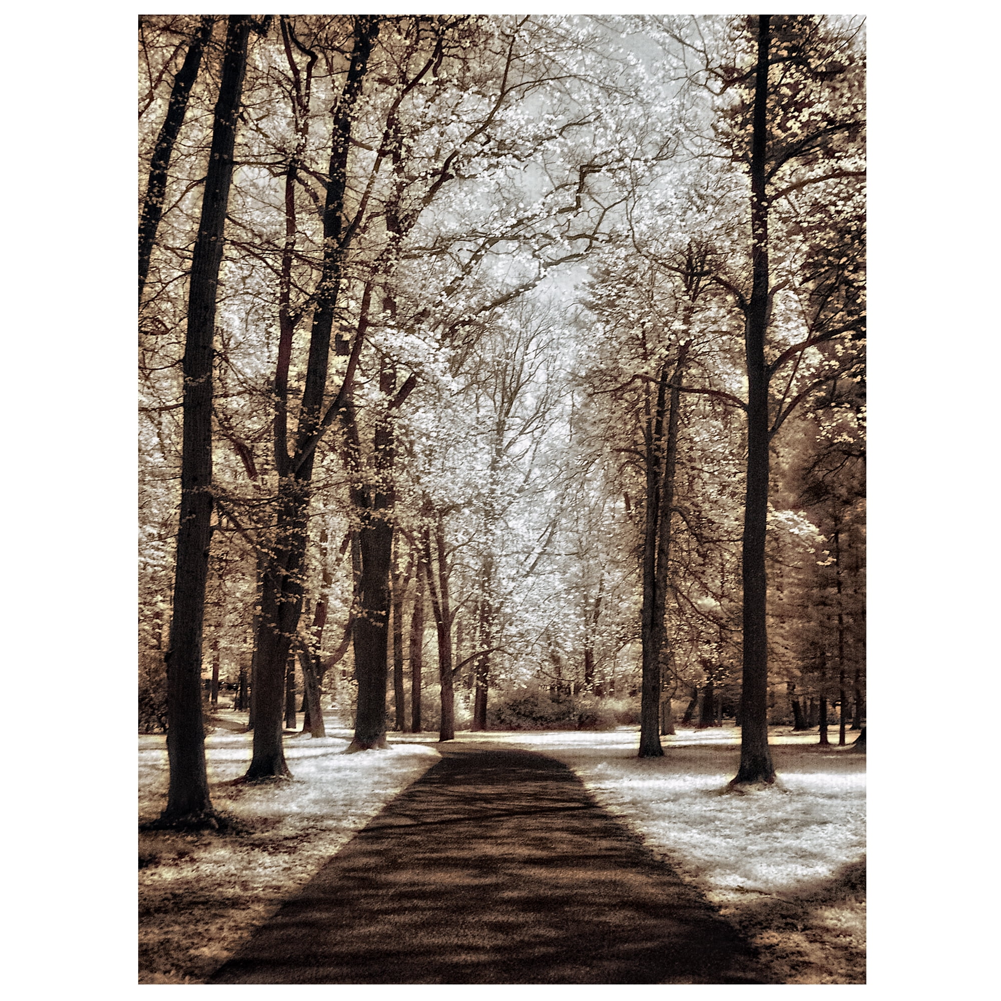 Masterpiece Art Gallery Wooded Forest Journey II by Ilona Wellmann Canvas Photo Art Print 18" x 24"