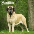 thumbnail image 1 of Mastiffs | 2026 12x24" (Hanging) Square Wall Calendar | Plastic-Free | BrownTrout, 1 of 9