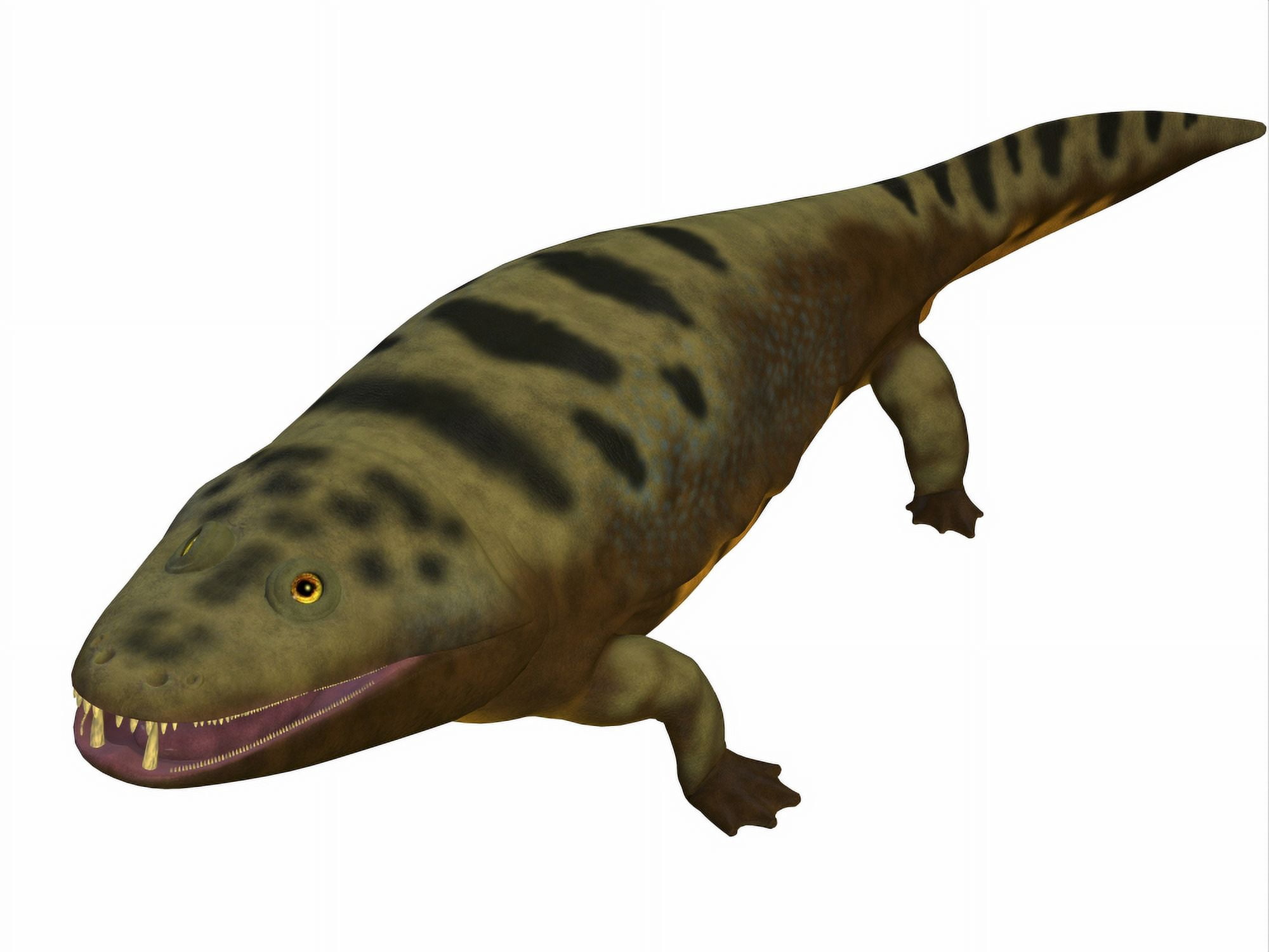 Mastodonsaurus amphibian on white background Canvas Art - Corey FordStocktrek Images (32 x 24)