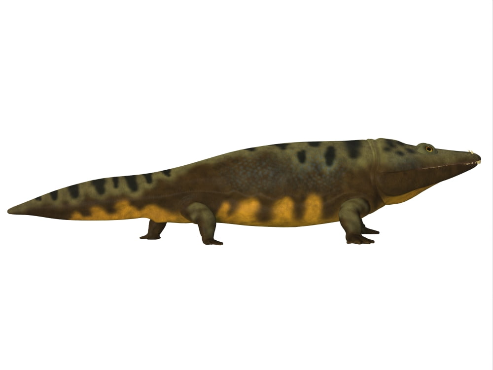Mastodonsaurus amphibian side view Canvas Art - Corey FordStocktrek Images (16 x 12)