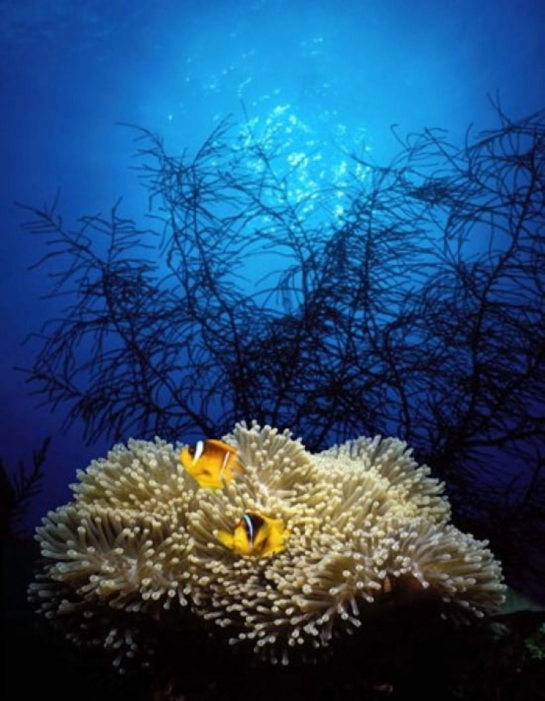 Mat anemone and Allards anemonefish (Amphiprion allardi) in the ocean Canvas Art - Panoramic Images (28 x 22)
