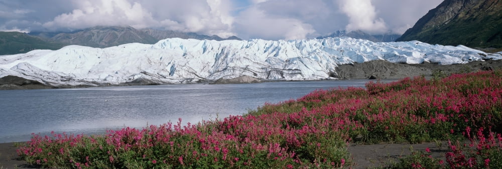 Matanuska Glacier & River W Wild Sweet Pea Summer Sc Ak Chugach Mts W & WO Hiker Canvas Art - Michael DeYoung Design Pics (36 x 12)