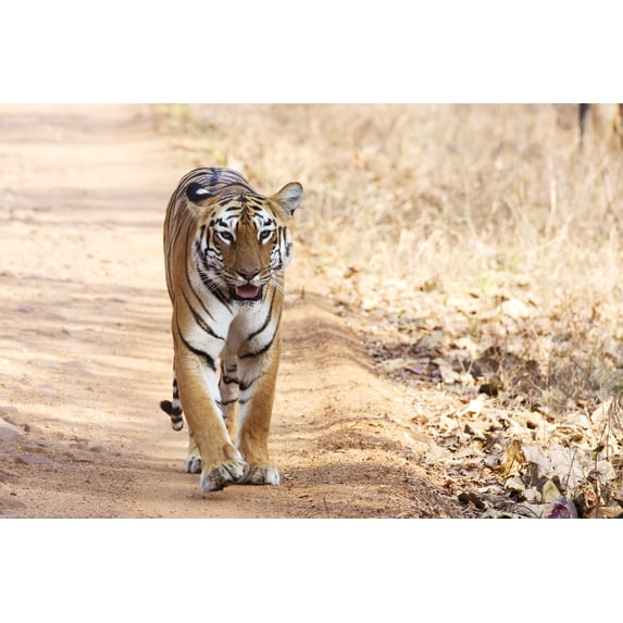 24x36 gallery poster, Wild tiger, India