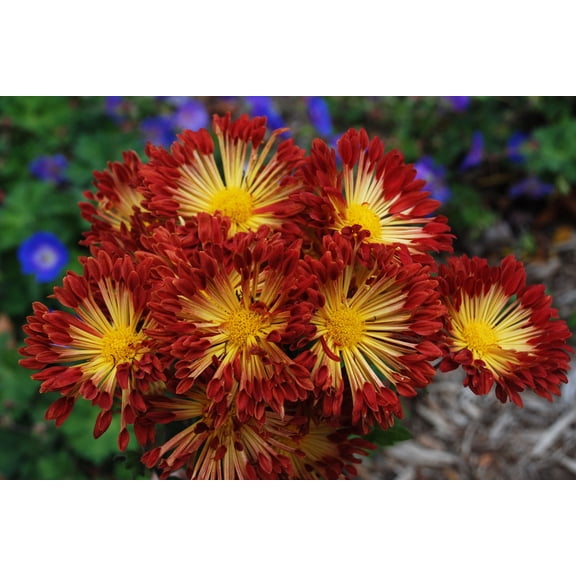 Matchsticks Chrysanthemum - A Truly Hot Perennial - 3" Pot