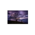 thumbnail image 1 of Mathieu Rivrin 'The Tree of Love Grenoble' Canvas Art, 1 of 4
