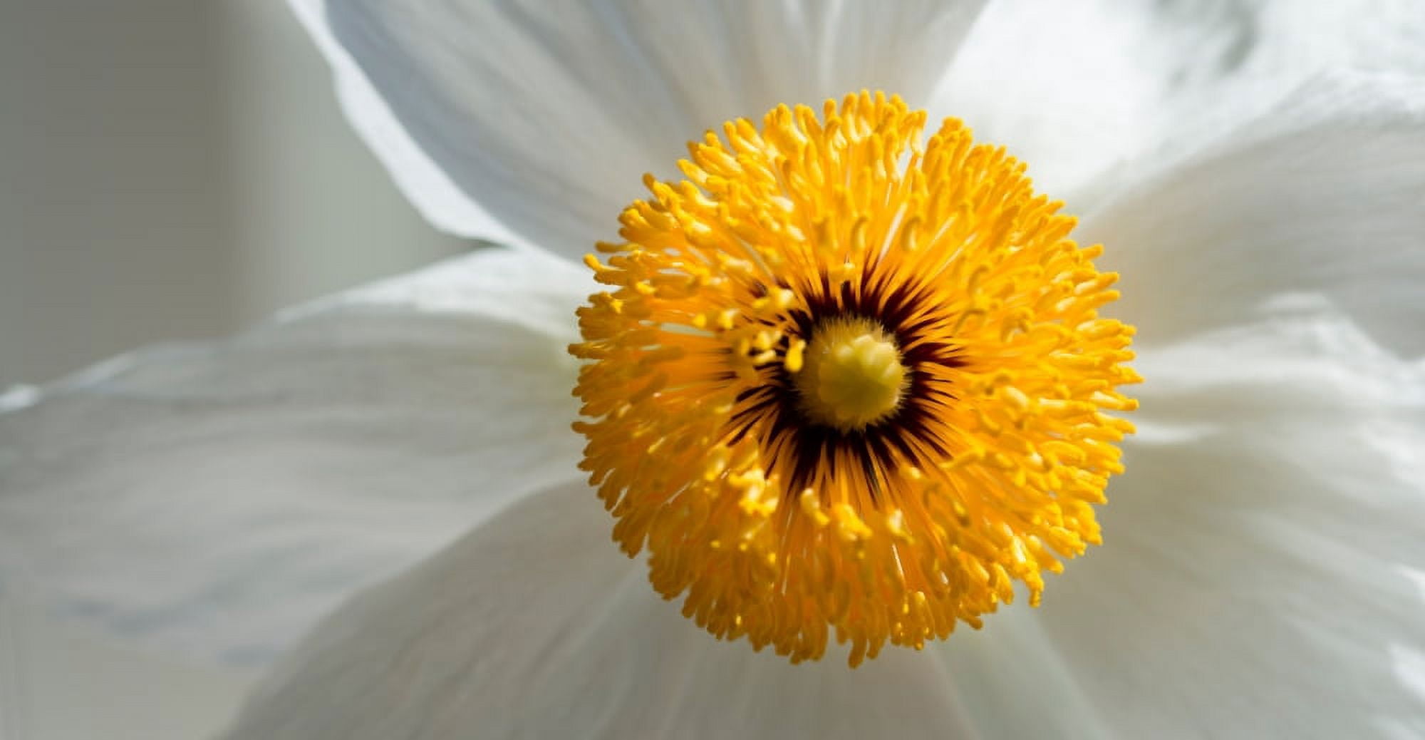 Matilija Poppy flower (Romneya coulteri) in bloom California USA Canvas Art - Panoramic Images (27 x 9)
