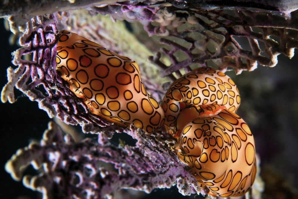 Mating Flamingo Tongue Cowries on a purple sea fan Canvas Art - Terry MooreStocktrek Images (18 x 12)