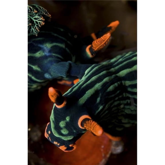 Mating Nembrotha Kubaryana Sea Slugs Nudibranch Manado North Sulawesi Indonesia Poster Print - 11 x 17