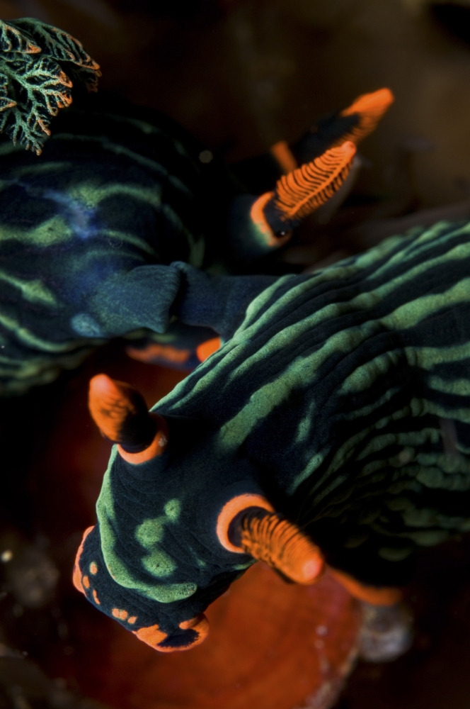 Mating Nembrotha kubaryana sea slugs North Sulawesi Indonesia Canvas Art - Mathieu MeurStocktrek Images (23 x 35)