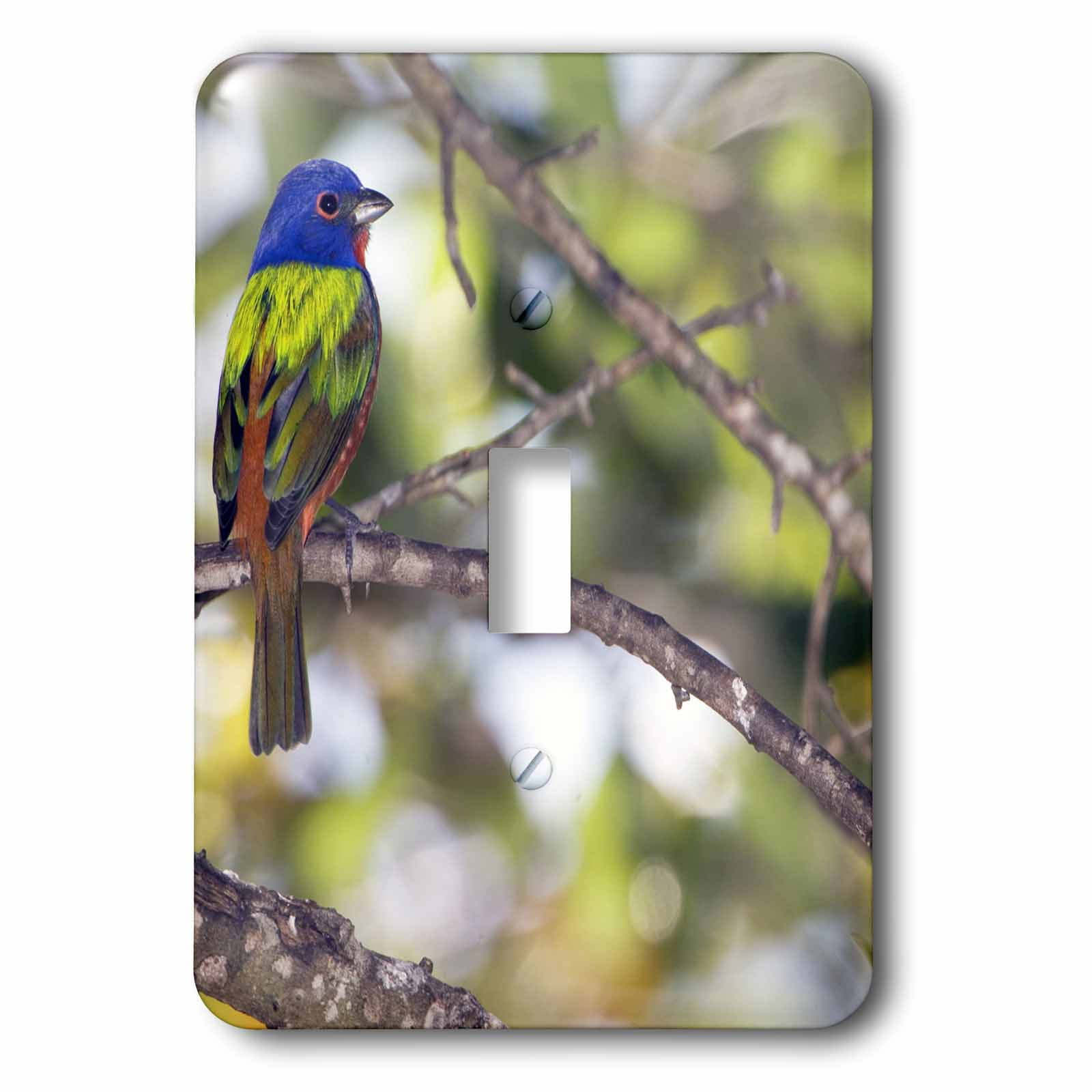 Mating Pair of Painted Bunting birds US10 BFR0062 Bernard Friel