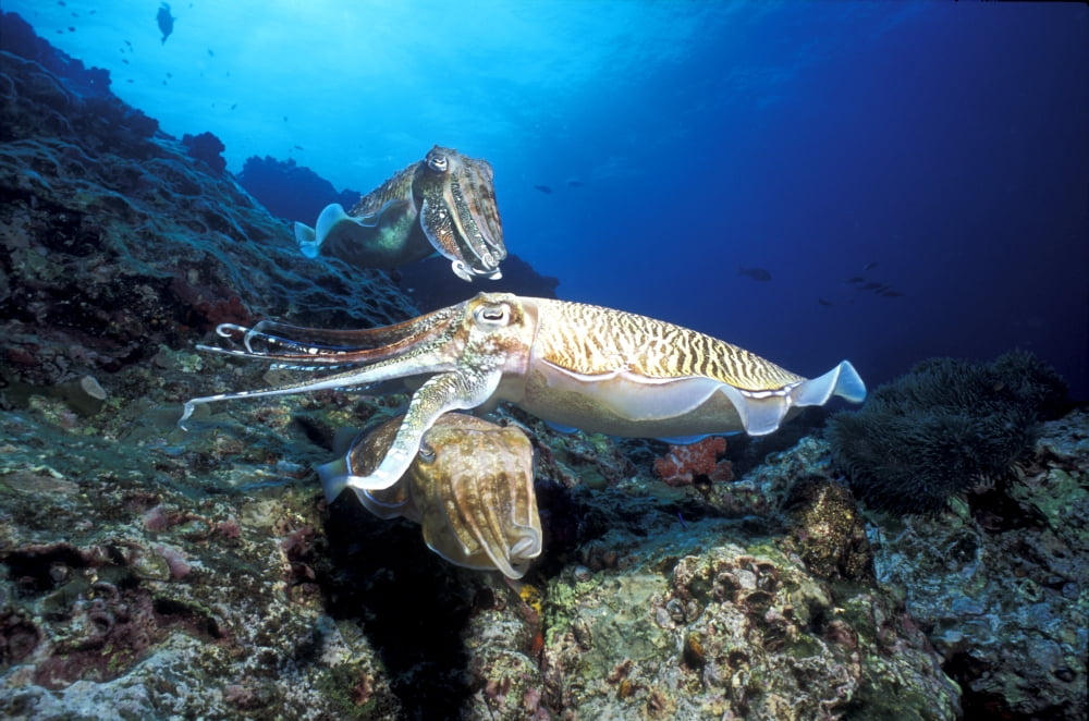 Mating cuttlefish Thailand Canvas Art - Beverly FactorStocktrek Images (35 x 23)
