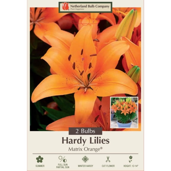 Matrix Orange Asiatic Lily - 2 Bulbs 14/16cm - Beautiful!