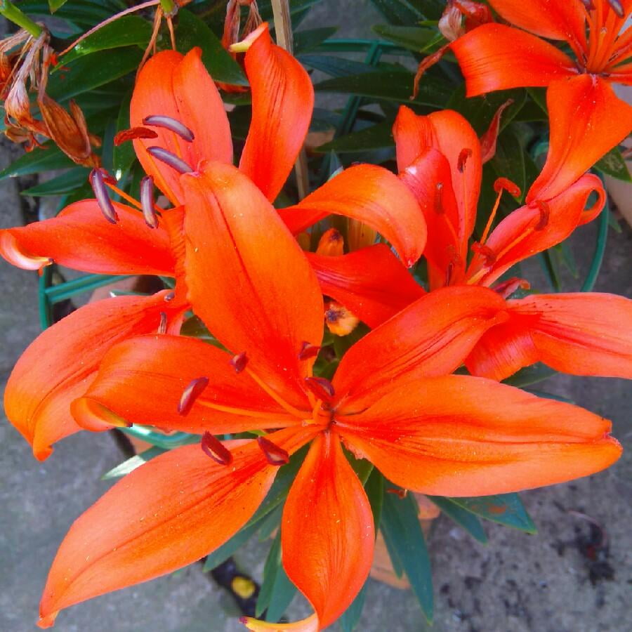 Matrix Orange' Dwarf Asiatic Lily 1 Gallon (Pack of 4) - Walmart.com