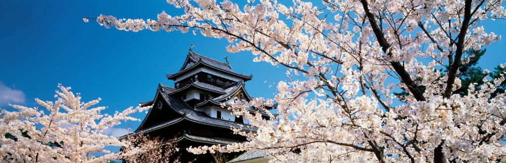 Matsue Castle Cherry Blossoms Shimane Japan Canvas Art - Panoramic Images (36 x 12)