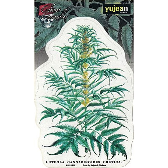 Matt Stewart, CABINET OF CURIOSITIES CANNABIS PLANT, All Weather/UV Resistant, Die-Cut Vinyl STICKER / DECAL - 4" x 6"