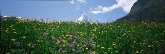 Matterhorn Switzerland Canvas Art - Panoramic Images (36 x 12)