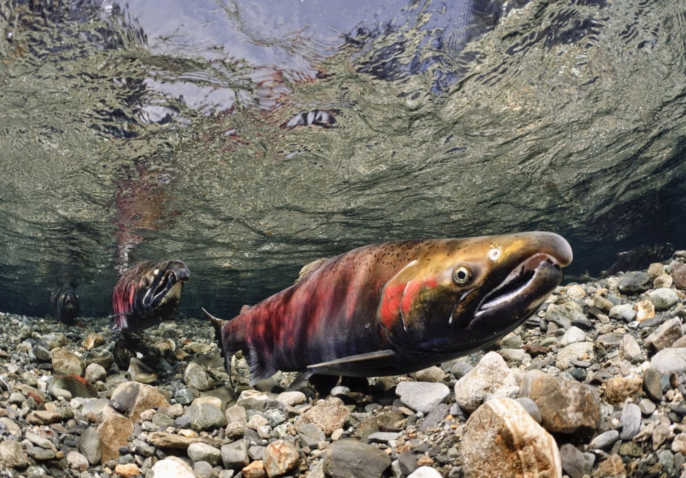 Mature Coho Paired Up For Spawning In Power Creek Copper River Delta Prince William Sound Southcentral Alaska Canvas Art - Thomas Kline Design Pics (18 x 12)
