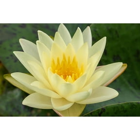Mature Fully Grown Hardy Water Lily (Assorted Yellow)