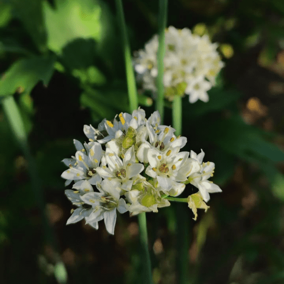 Mature Garlic Chives Live Plant, 5 Count, Heirloom Leeks Live for Indoor Outdoor Plant