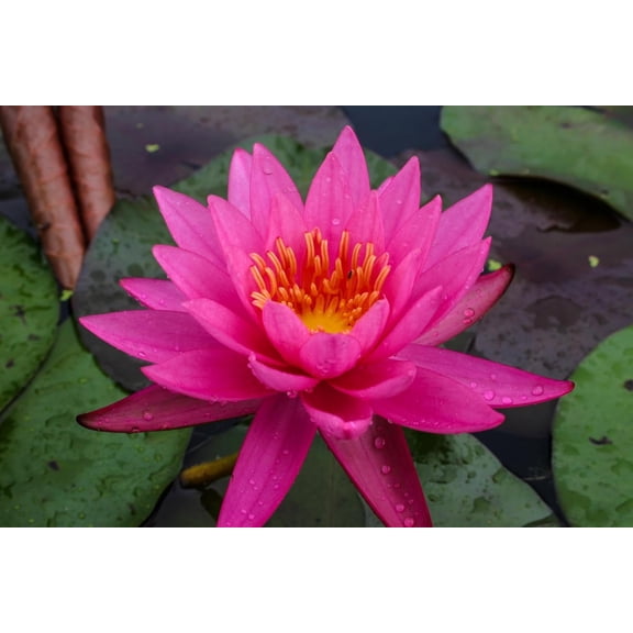 Mature Fully Grown Hardy Water Lily (Assorted Pink)
