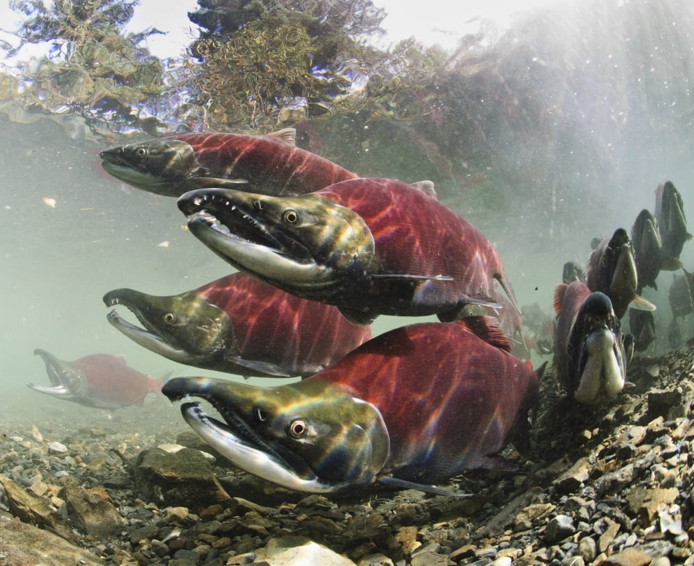 Mature Male Sockeye Salmon On Spawning Grounds Power Creek Copper River Delta Prince William Sound Southcentral Alaska Canvas Art - Thomas Kline Design Pics (17 x 13)