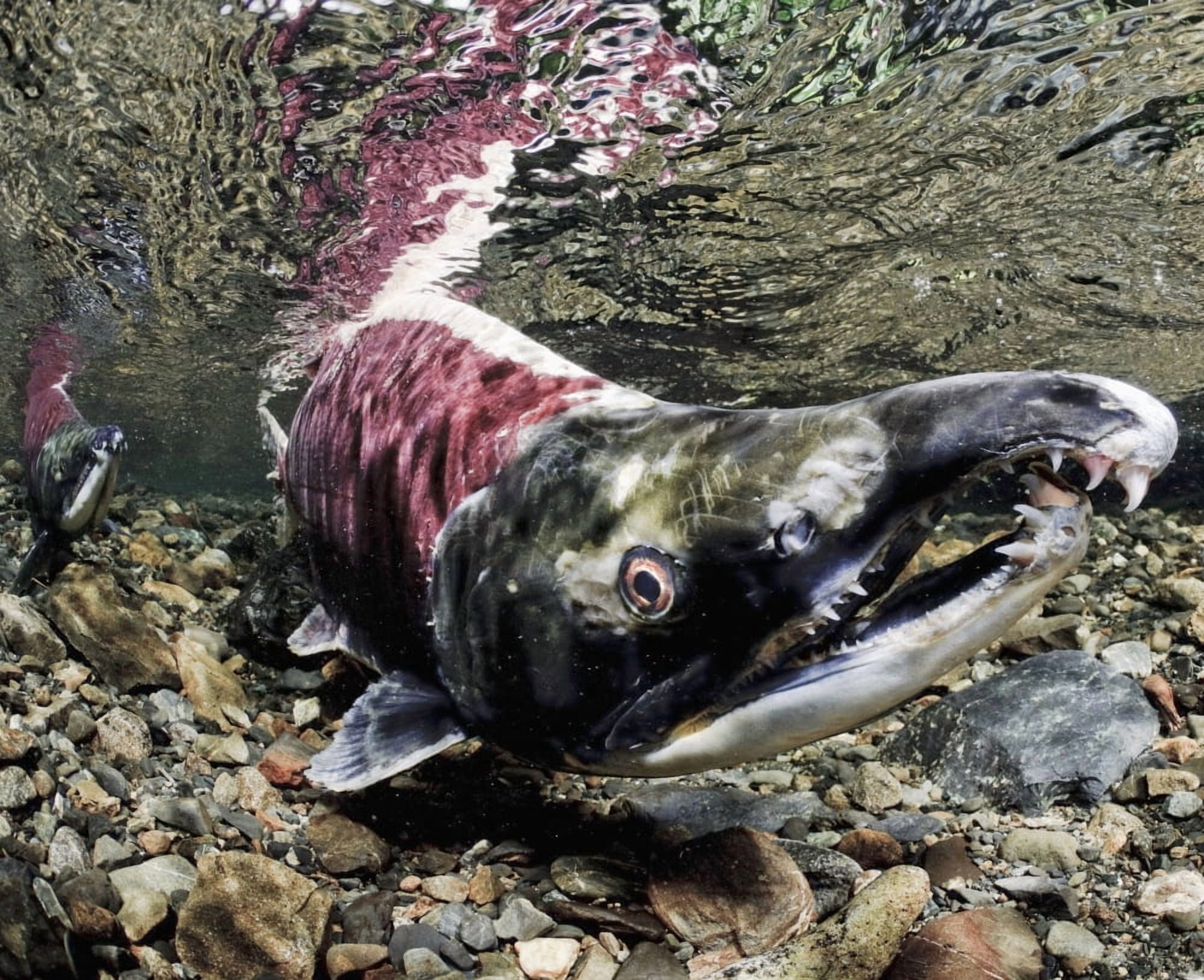 Mature Male Sockeye Salmon On Spawning Grounds Power Creek Copper River Delta Prince William Sound Southcentral Alaska Canvas Art - Thomas Kline Design Pics (17 x 14)