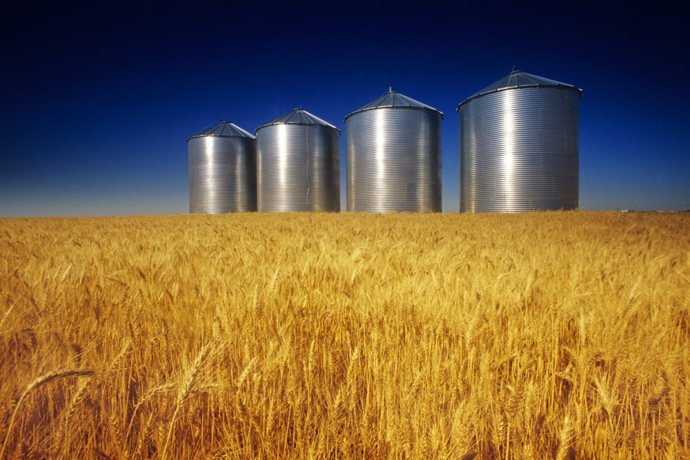 Mature Winter Wheat Field With Grain Bins In The Background Near Carey Manitoba Canvas Art - Dave Reede Design Pics (17 x 11)