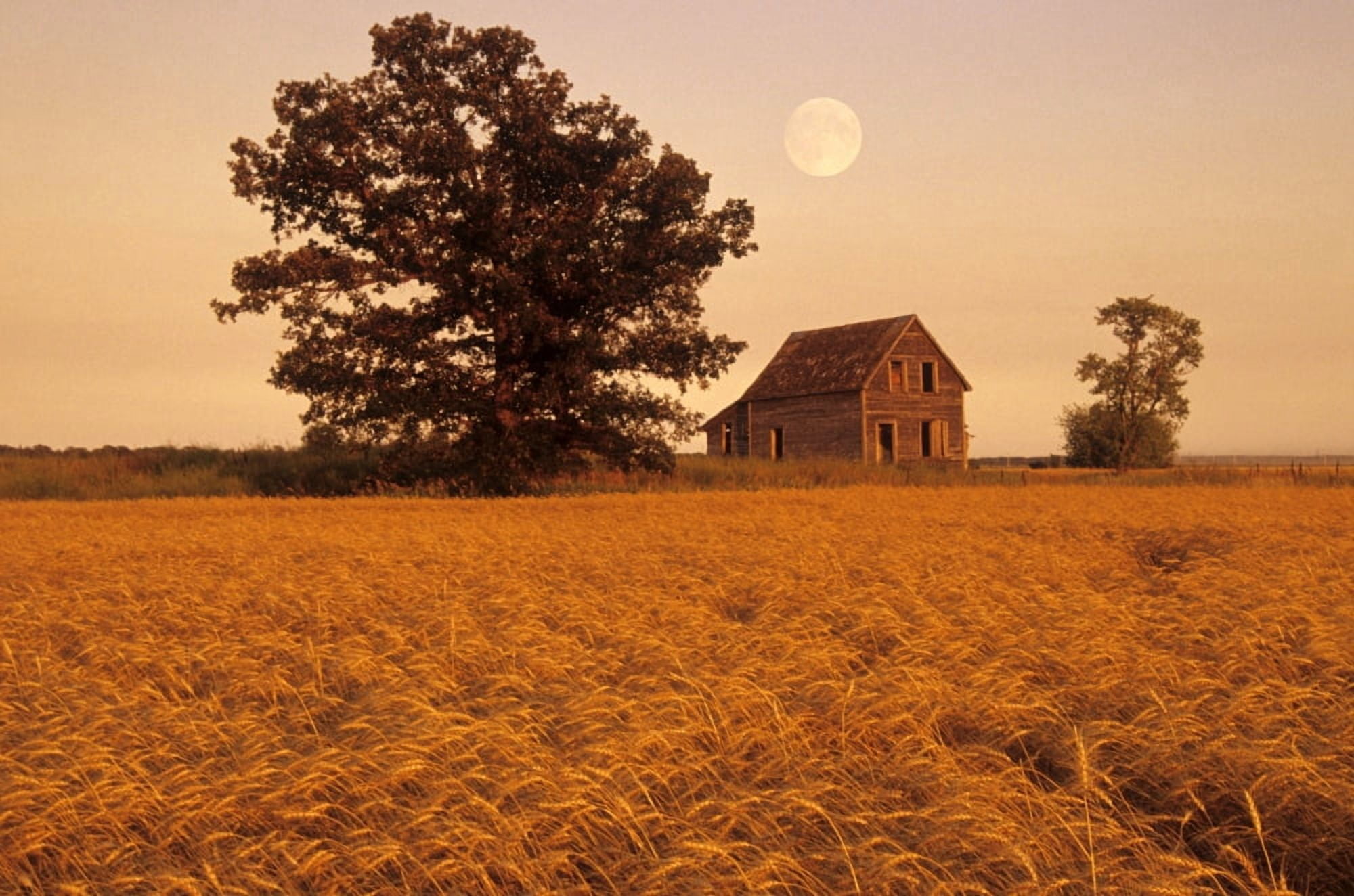 Mature Winter Wheat With Old House And Oak Tree In The Background Beausejour Manitoba Canvas Art - Dave Reede Design Pics (34 x 22)