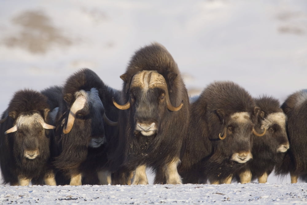 Mature & Young Musk-Ox Bulls With Cows In A Defensive Lineup During Winter On The Seward Peninsula Near Nome Arctic Alaska Canvas Art - Milo Burcham Design Pics (38 x 24)
