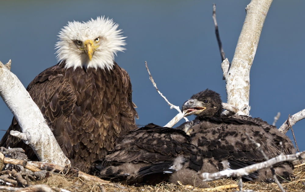 Mature bald eagle and chicks in a nest Whitehorse Yukon Canada Canvas Art - Robert Postma Design Pics (17 x 11)