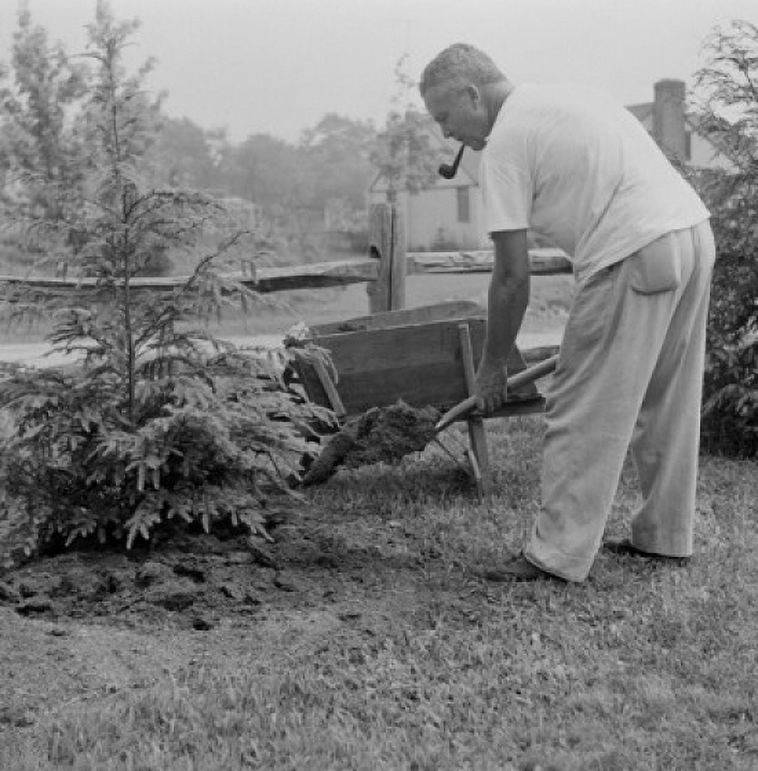 Mature man with pipe planting pine tree in garden Canvas Art - (24 x 36)