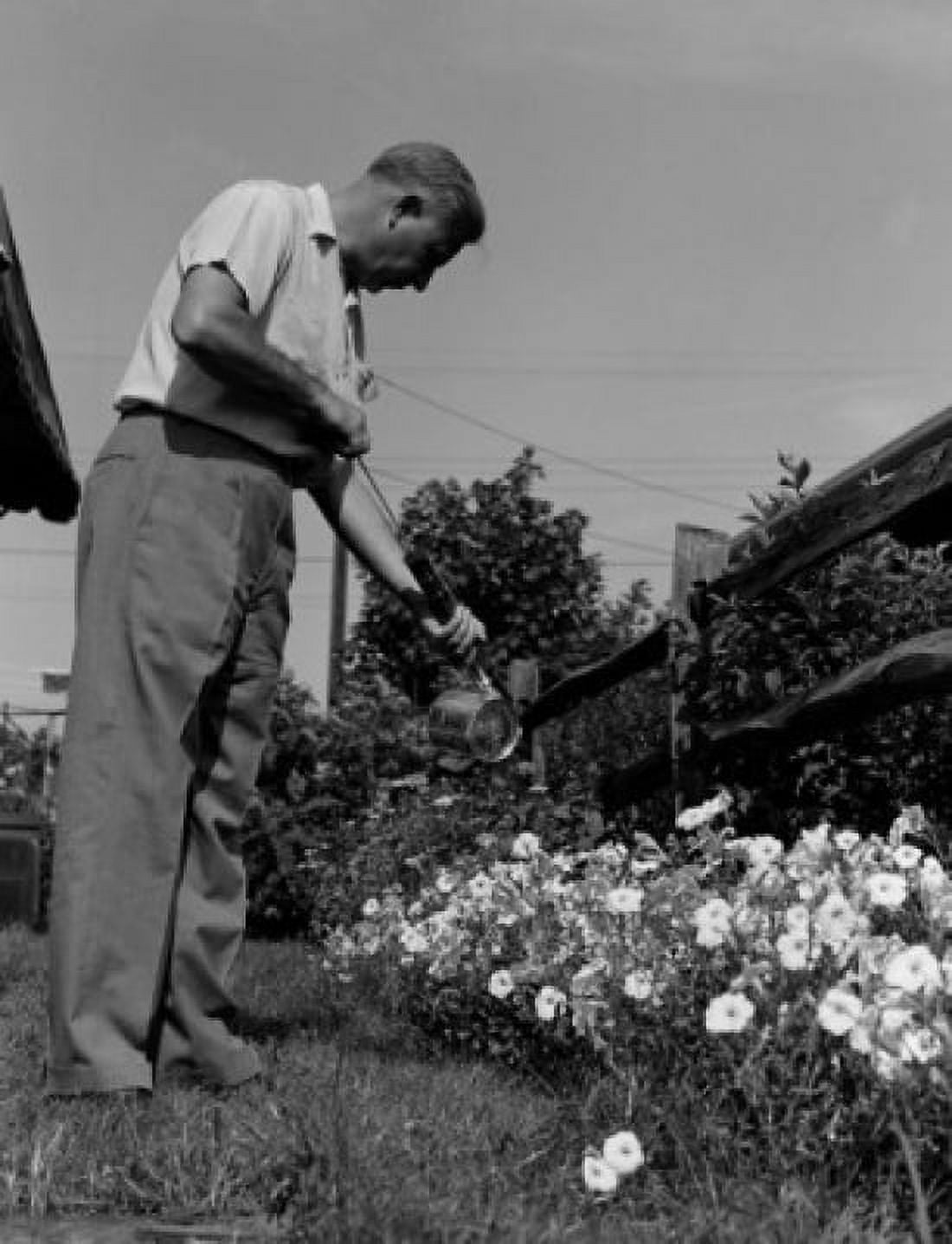 Mature man working in garden Canvas Art - (18 x 24)