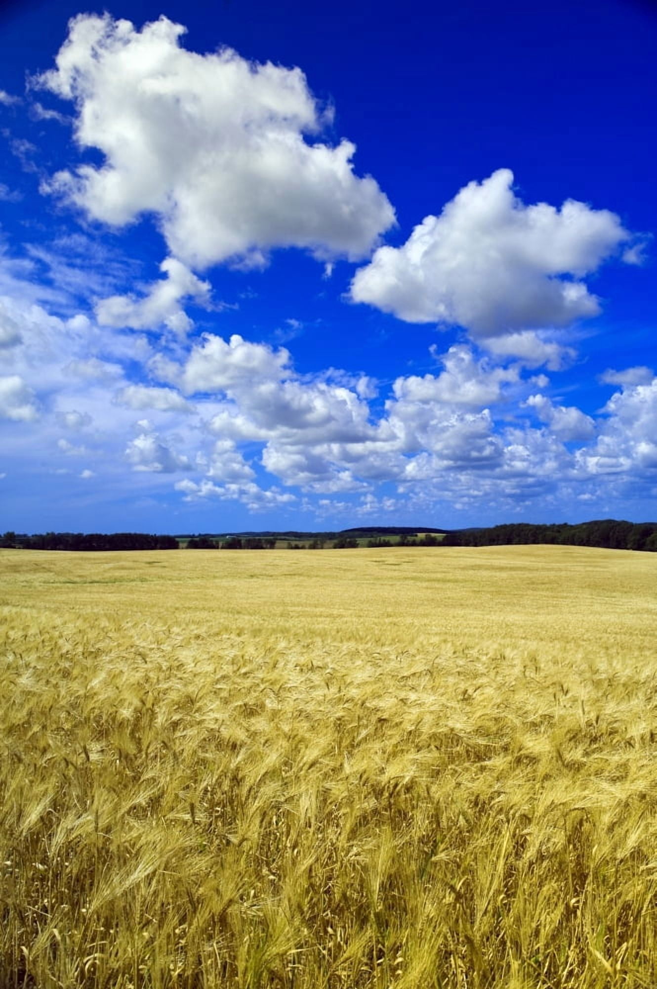 Maturing Barley Crop And Sky With Cumulus Clouds Tiger Hills Manitoba Canvas Art - Dave Reede Design Pics (11 x 17)