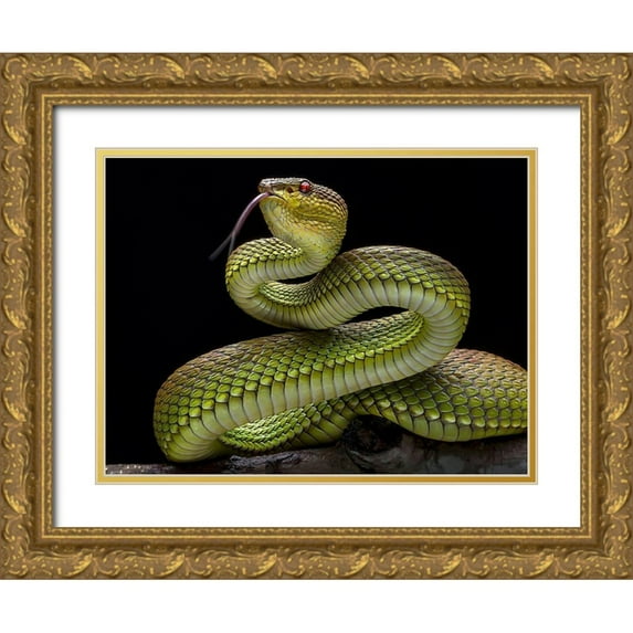 Maududdin, Fauzan 18x15 Gold Ornate Wood Framed with Double Matting Museum Art Print Titled - Golden Venomous Viper Snake