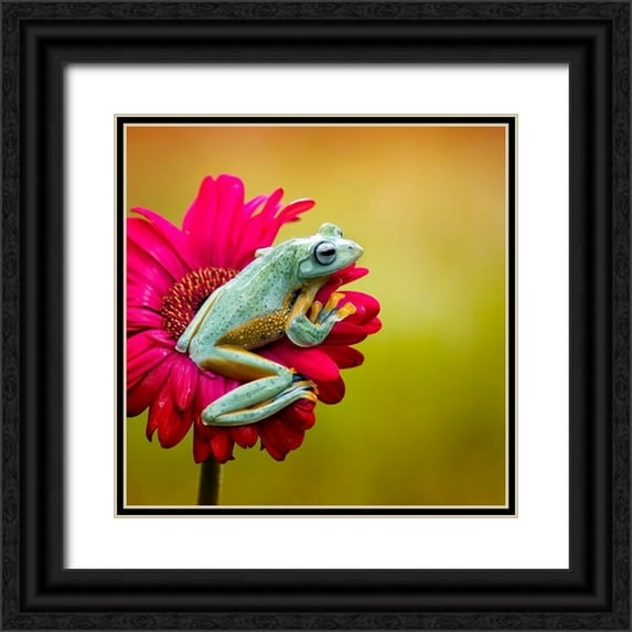 Maududdin, Fauzan 20x20 Black Ornate Wood Framed with Double Matting Museum Art Print Titled - Pretty Frog