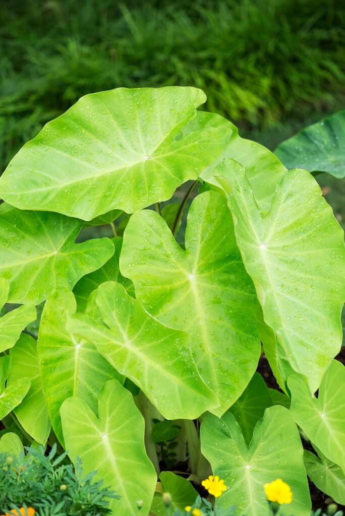 Maui Gold Elephant Ear Bulbs for Planting Colocasia Esculenta (5