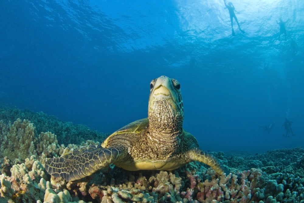 Maui Hawaii Usa Green Sea Turtle Cleaning Station Canvas Art - Stuart Westmorland Design Pics (18 x 12)