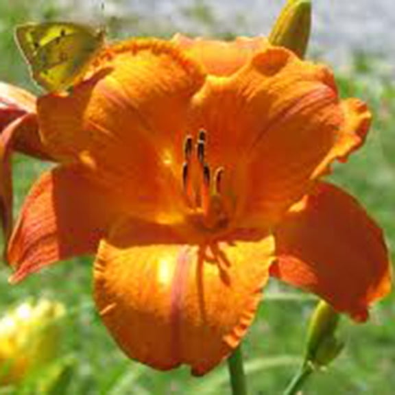 Mauna Loa Daylily Flower Root - Attracts Butterflies and Hummingbirds - Good as Cut Flowers - Naturalizing - Perennializing - Easy to Grow Live Plants - Outdoor Garden