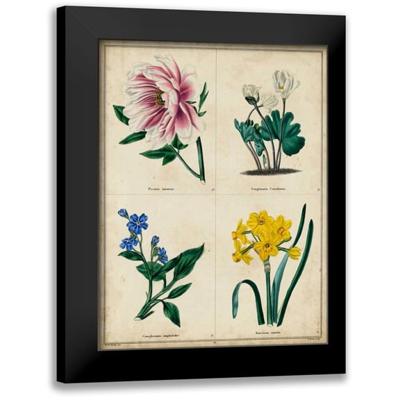 Maund, Benjamin 12x14 Black Modern Framed Museum Art Print Titled - Botanical Grid II