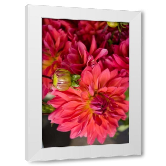 Maureen Love 11x14 White Modern Wood Framed Wall Art Titled - Fuschia Dalhia II