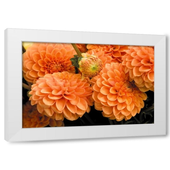 Maureen Love 14x11 White Modern Wood Framed Wall Art Titled - Peach Dalhia I