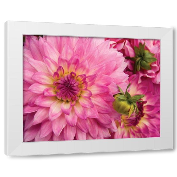 Maureen Love 14x12 White Modern Wood Framed Wall Art Titled - Pink Dahlia