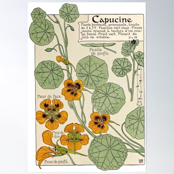 Maurice Verneuil - Capucine - Botanical Poster Poster Wall Art, Modern Wall Decor For Living Room Bedroom, 16x24 UNFRAMED