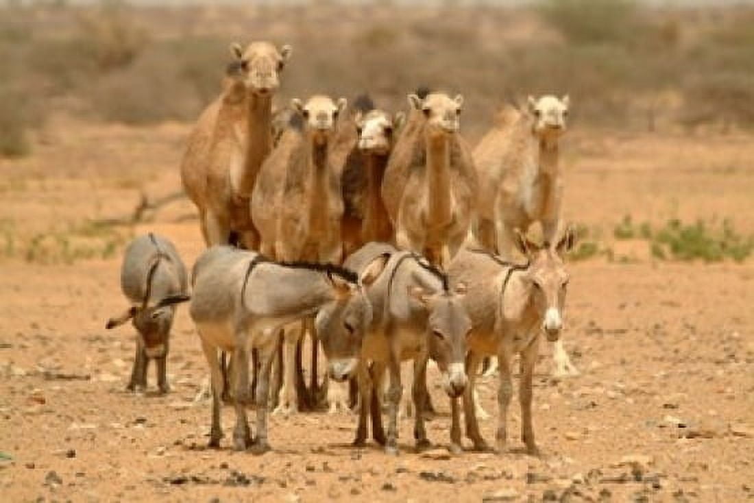 Mauritania Adrar Camels and donkeys going to the well Canvas Art - Aldo Pavan DanitaDelimont (24 x 15)